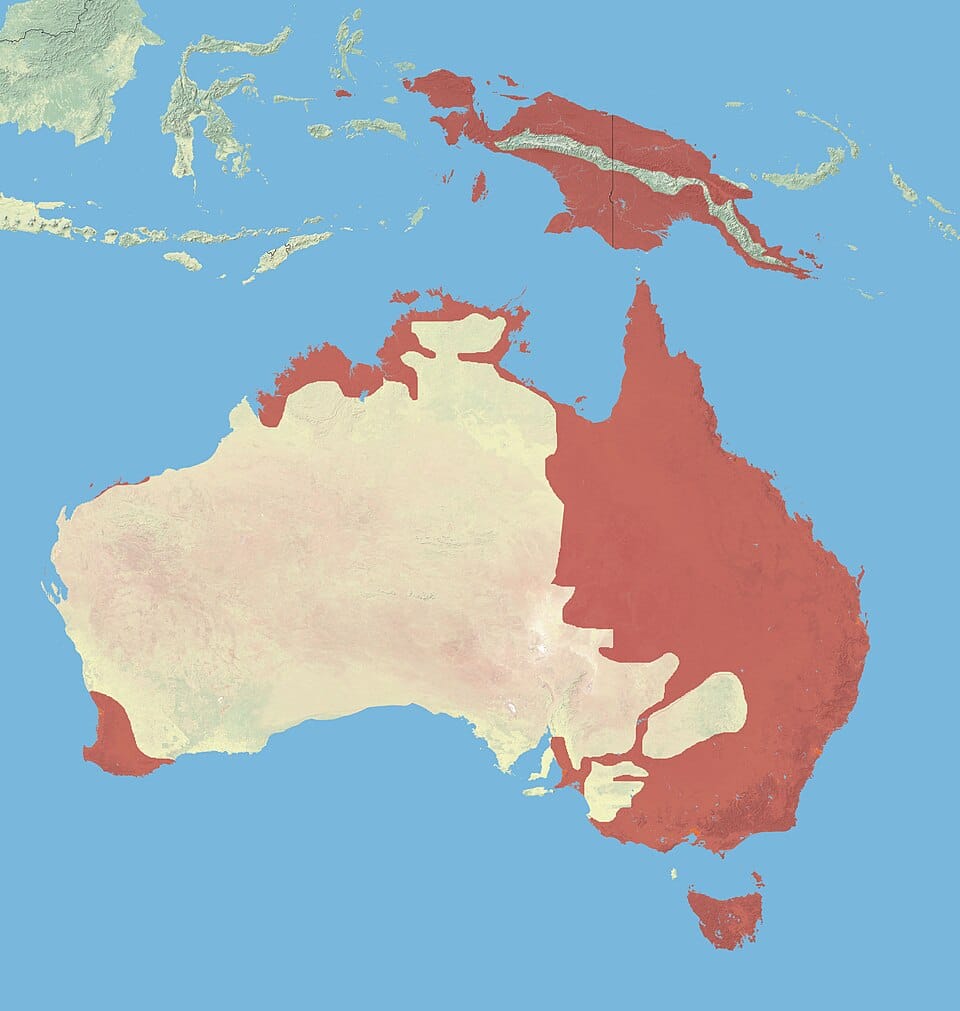 A map of Australia highlighting the eastern third as well as top and bottom western edges where rakali live.